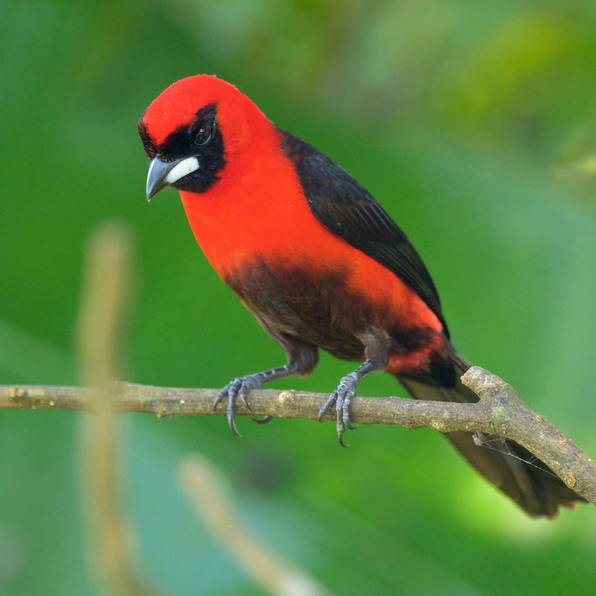 Masked Crimson Tanager - ML641559687