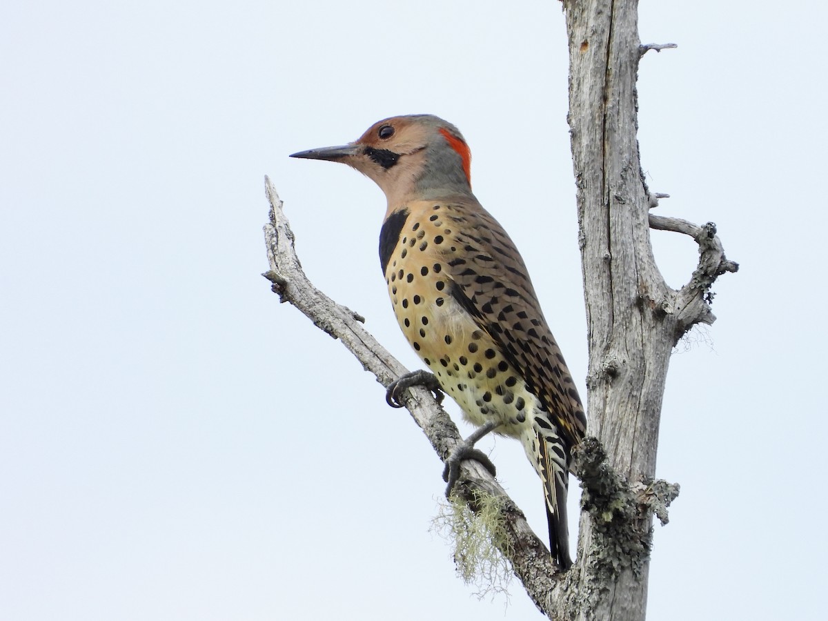 Northern Flicker - ML641559689