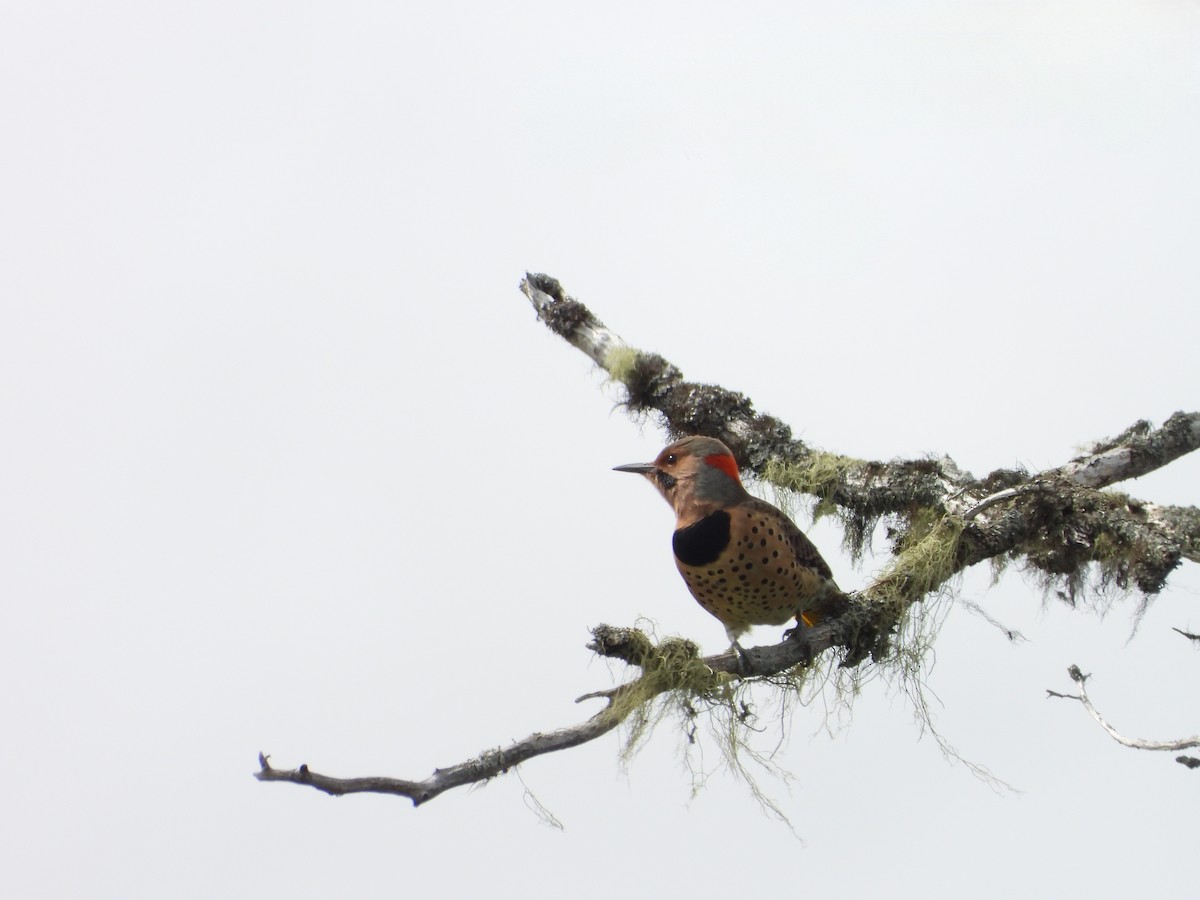 Northern Flicker - ML641559690