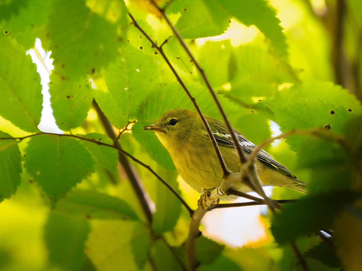 Blackpoll Warbler - ML641559698
