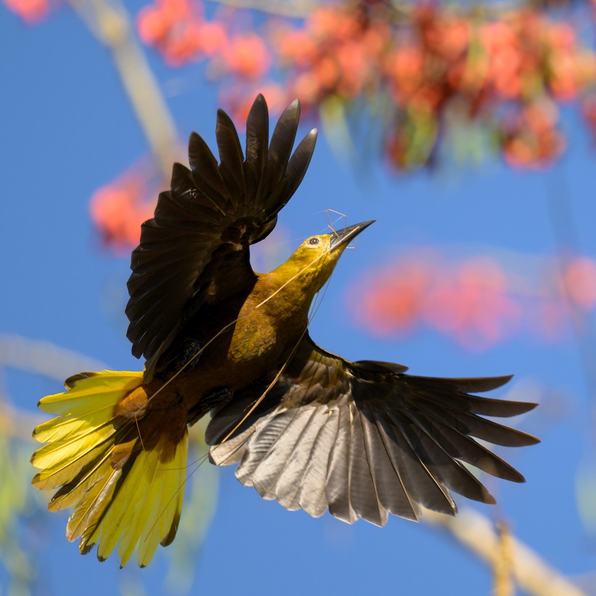 Russet-backed Oropendola - ML641559707