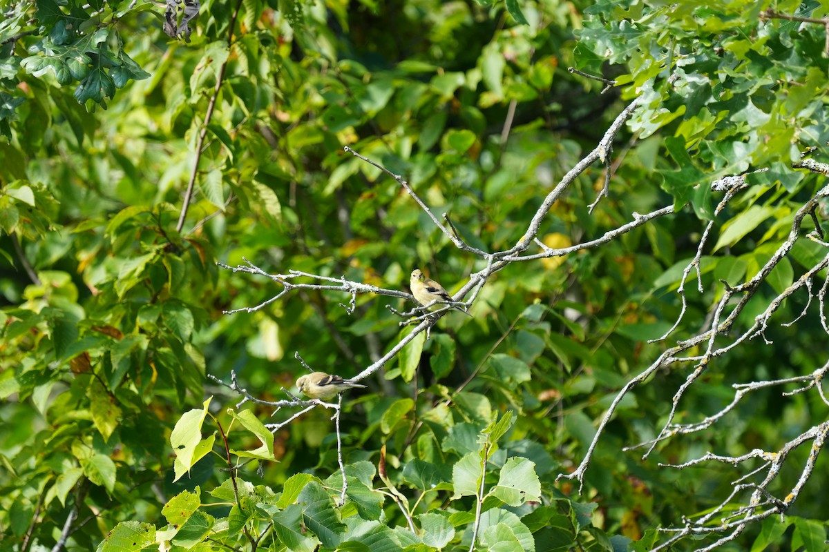 American Goldfinch - ML641559711
