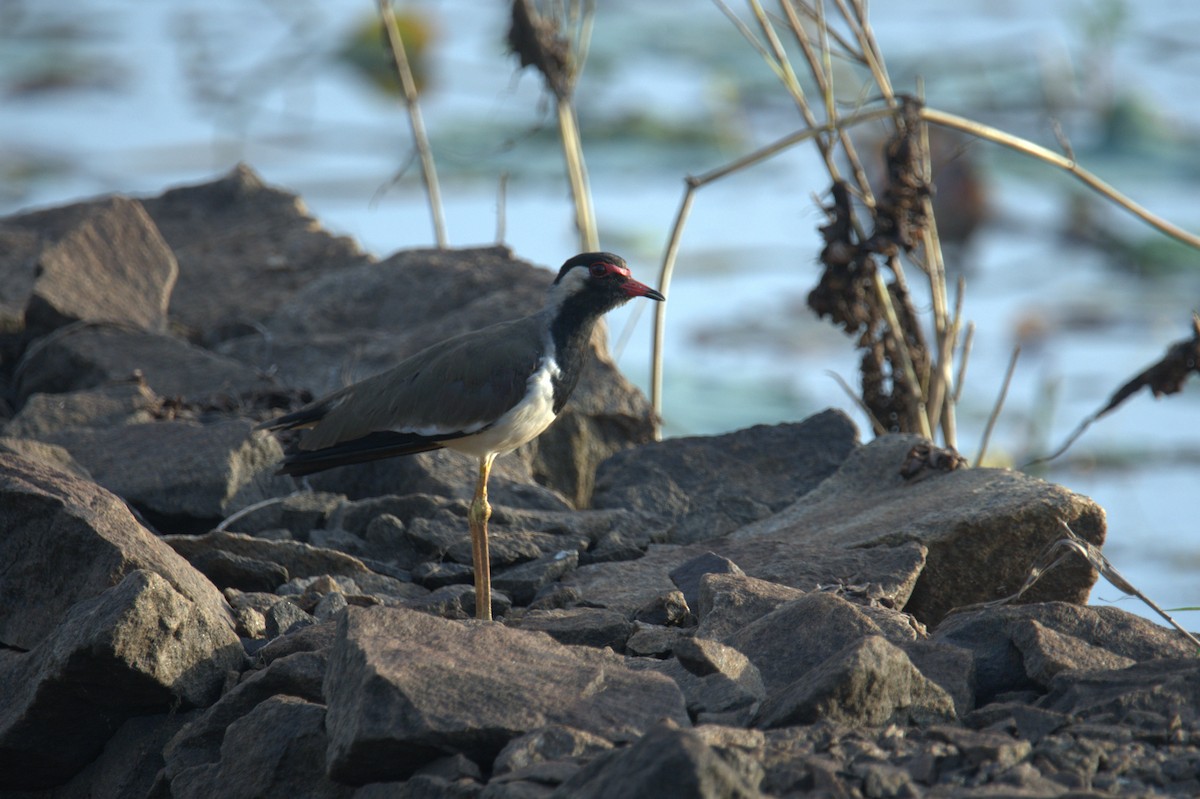 Red-wattled Lapwing - ML641559713