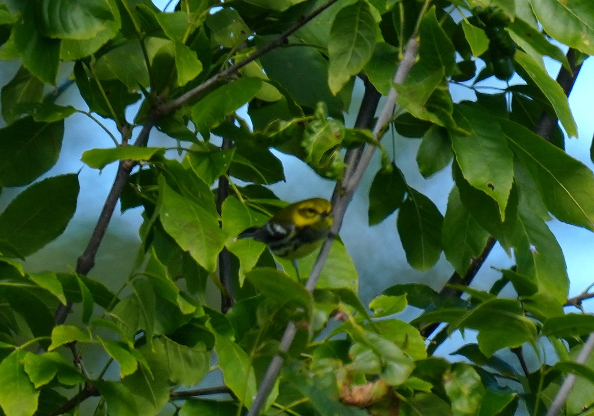 Black-throated Green Warbler - ML641559736