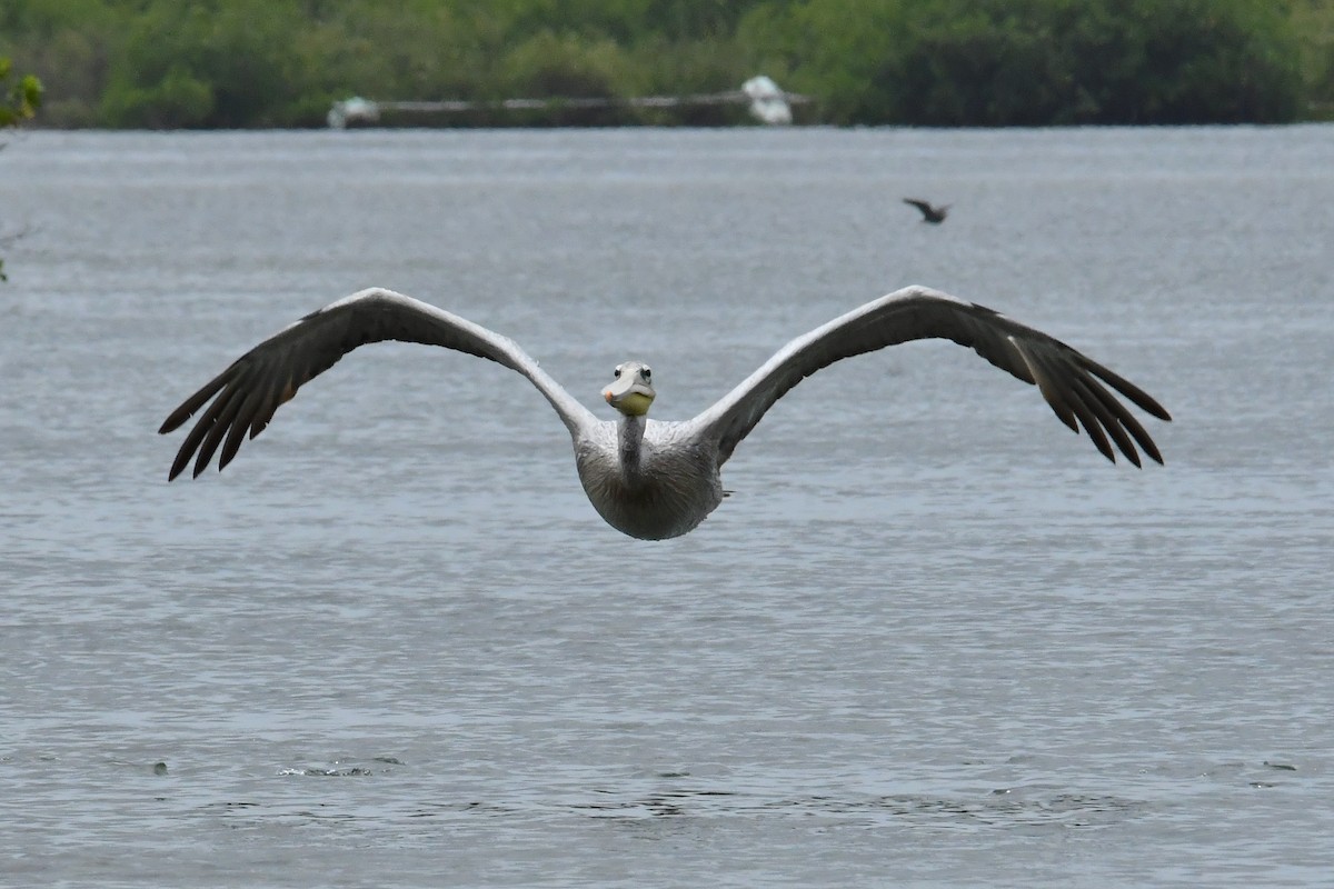 Pélican gris - ML641559765