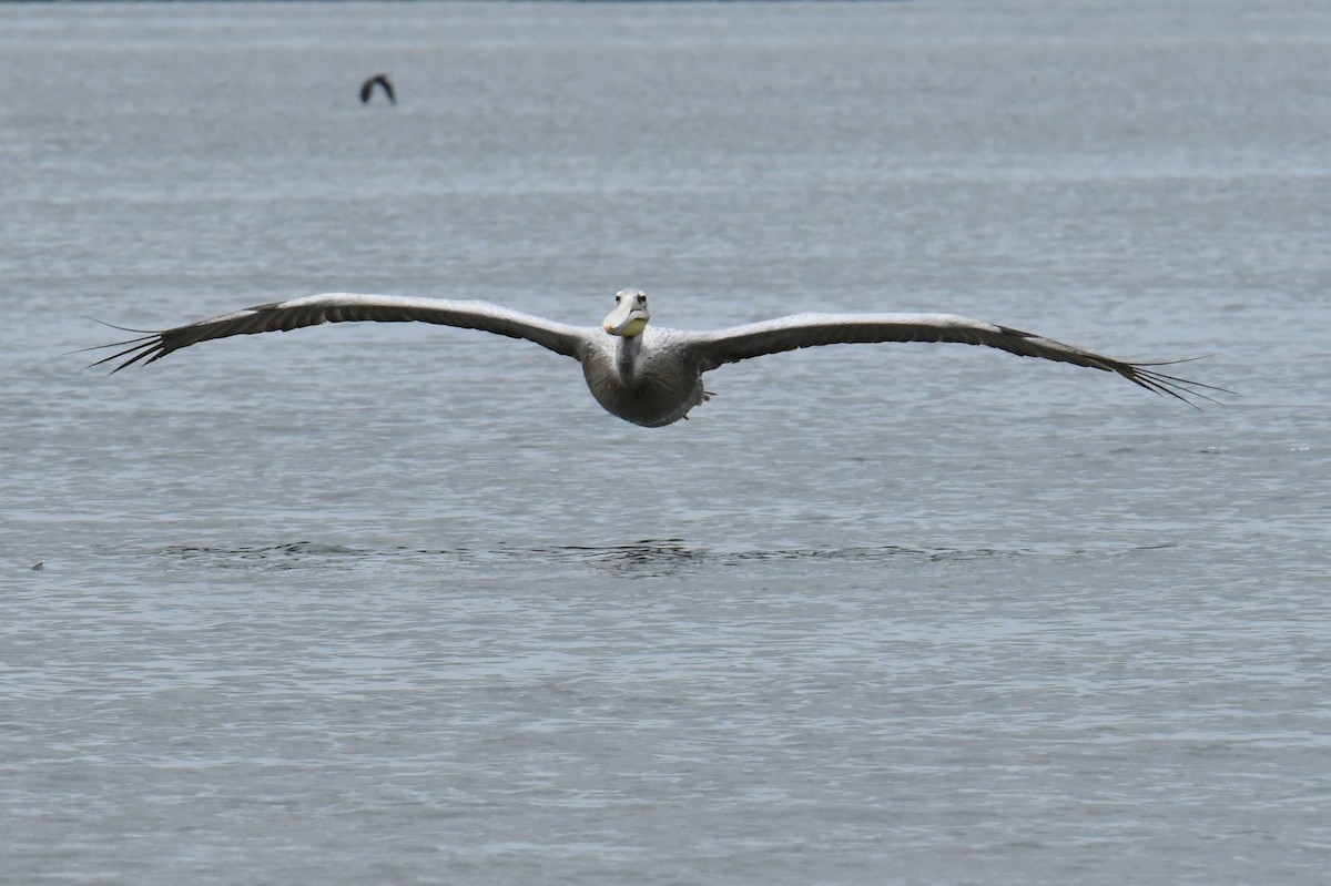 Pélican gris - ML641559767