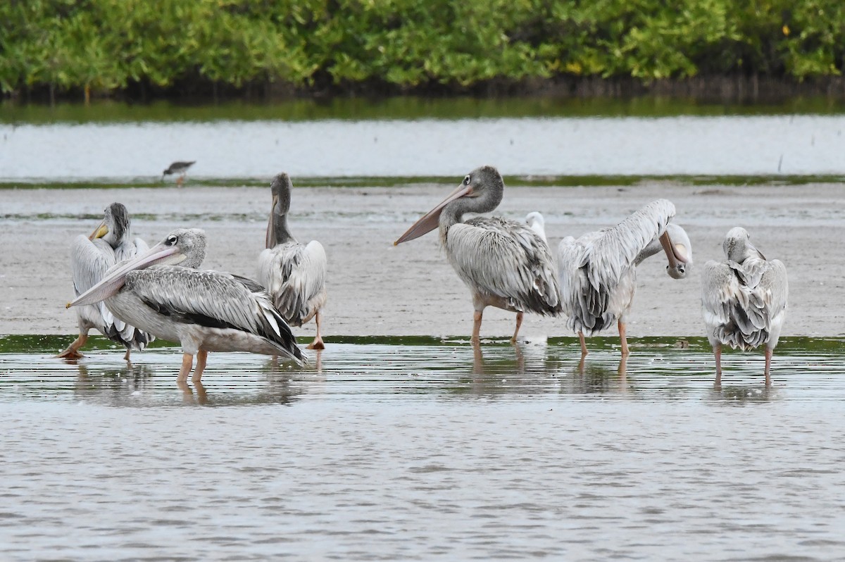 Pélican gris - ML641559768