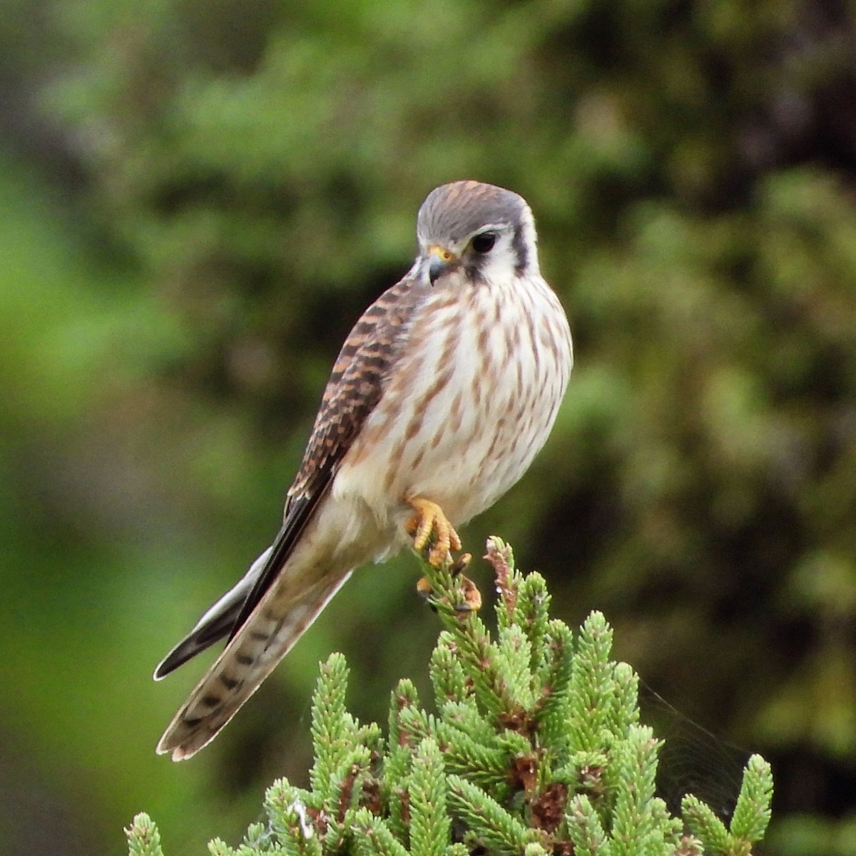 American Kestrel - ML641559773