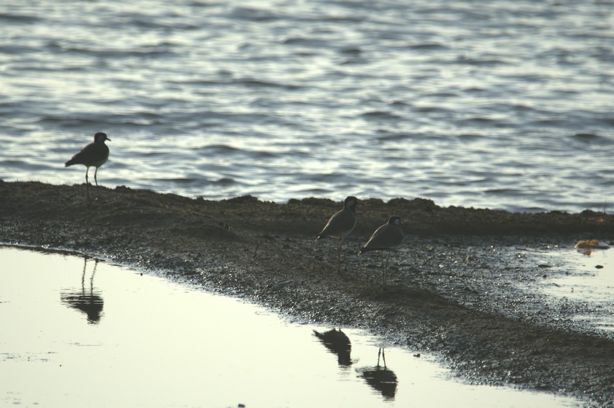 Red-wattled Lapwing - ML641559779