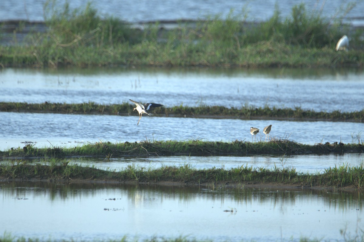 Red-wattled Lapwing - ML641559787
