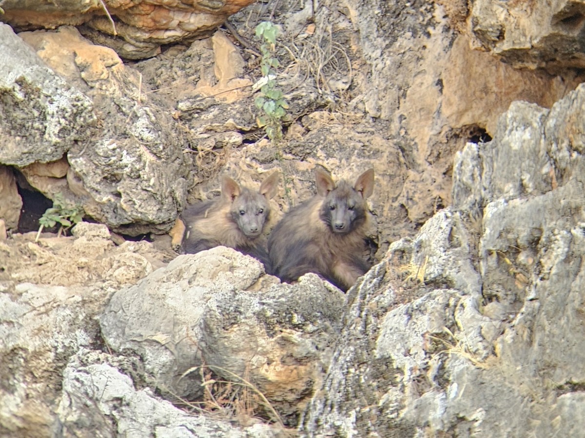 Brown Hyaena - ML641559793