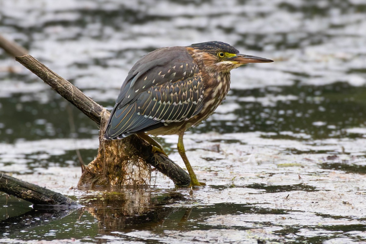 Green Heron - ML641559808