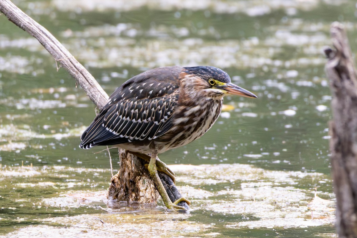 Green Heron - ML641559809