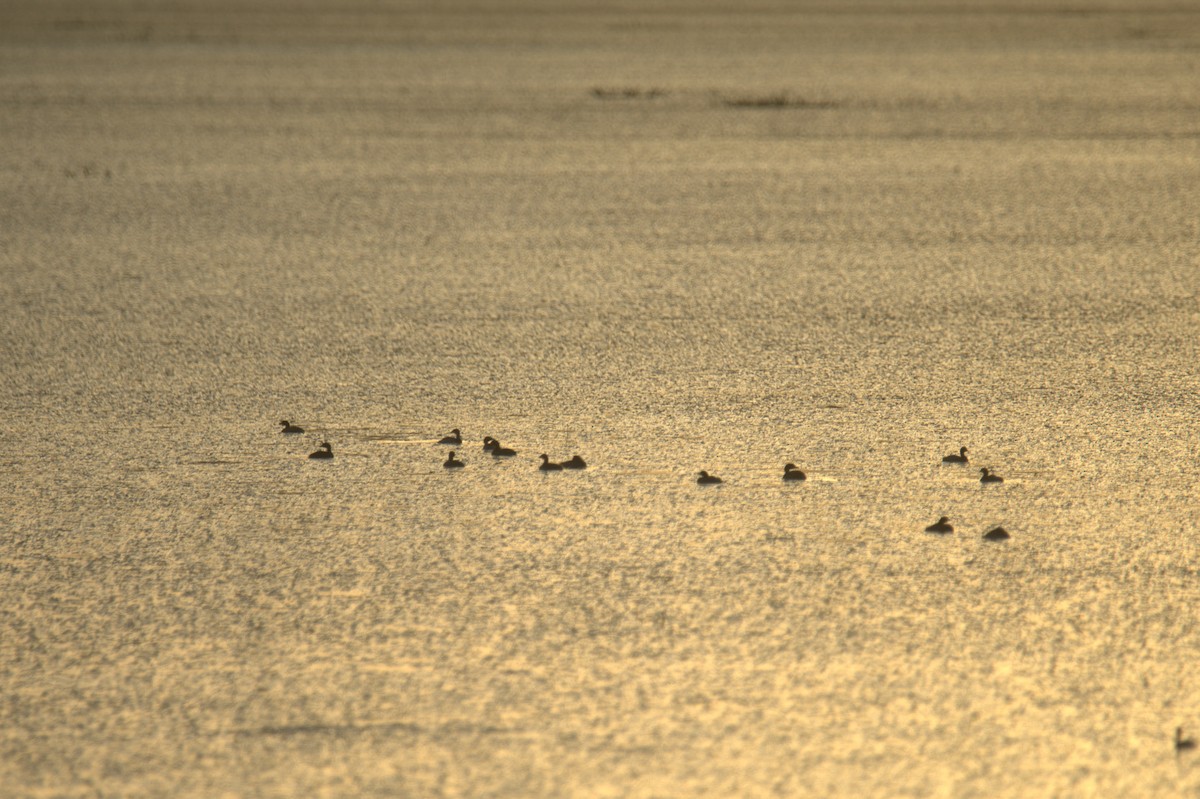 Little Grebe - ML641559810