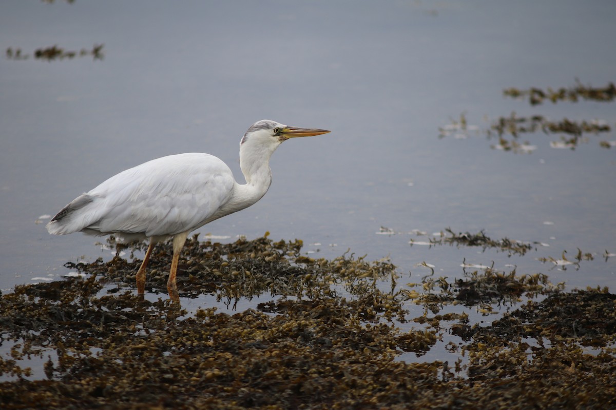 Gray Heron - ML641559815