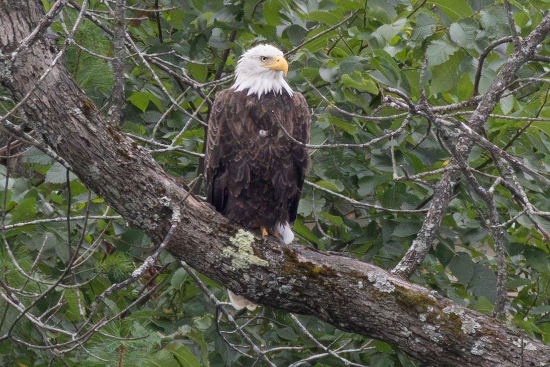 Bald Eagle - ML641559831