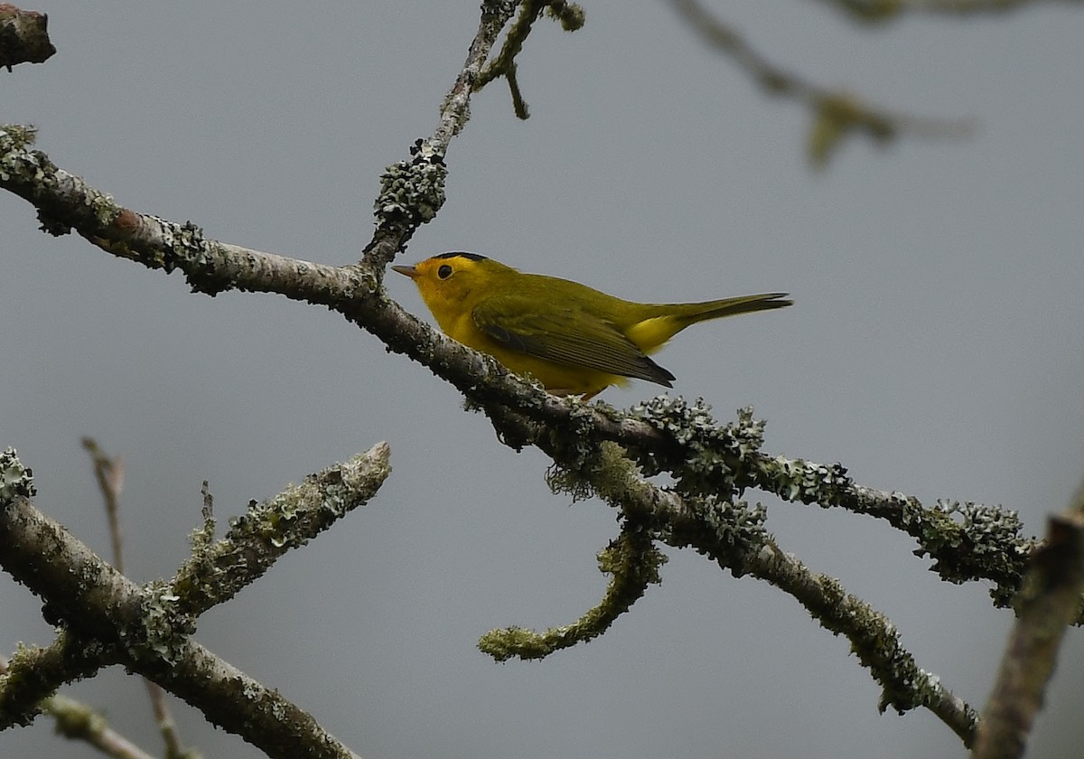 Wilson's Warbler (chryseola) - ML641559841