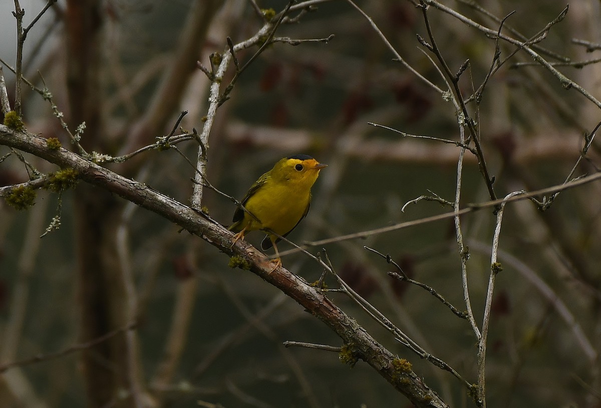 Wilson's Warbler (chryseola) - ML641559843