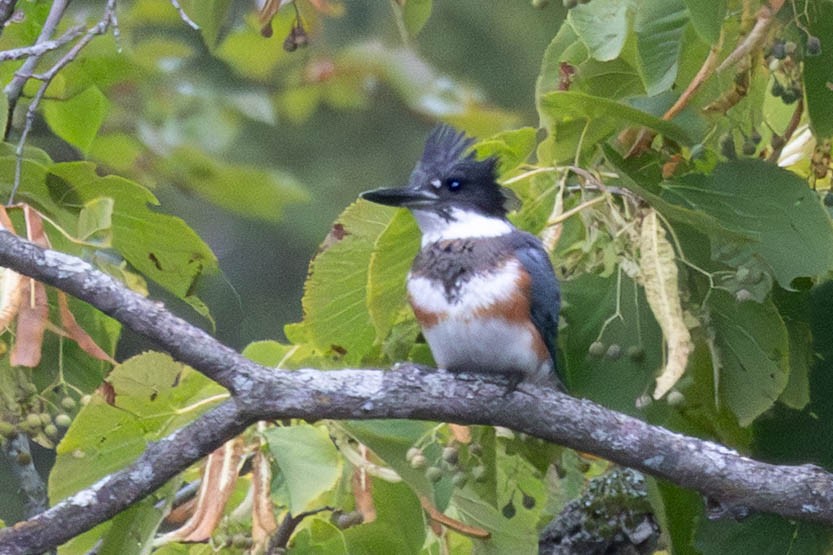 Belted Kingfisher - ML641559845