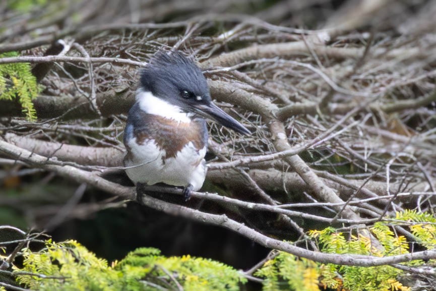 Belted Kingfisher - ML641559846