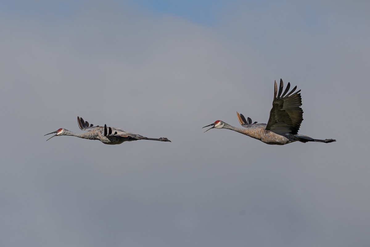 Sandhill Crane - ML641559847