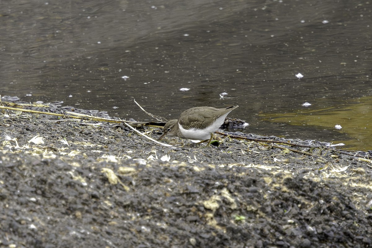 Spotted Sandpiper - ML641559853