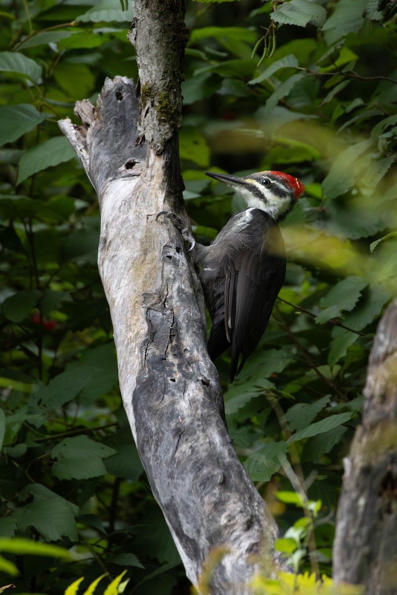 Pileated Woodpecker - ML641559854