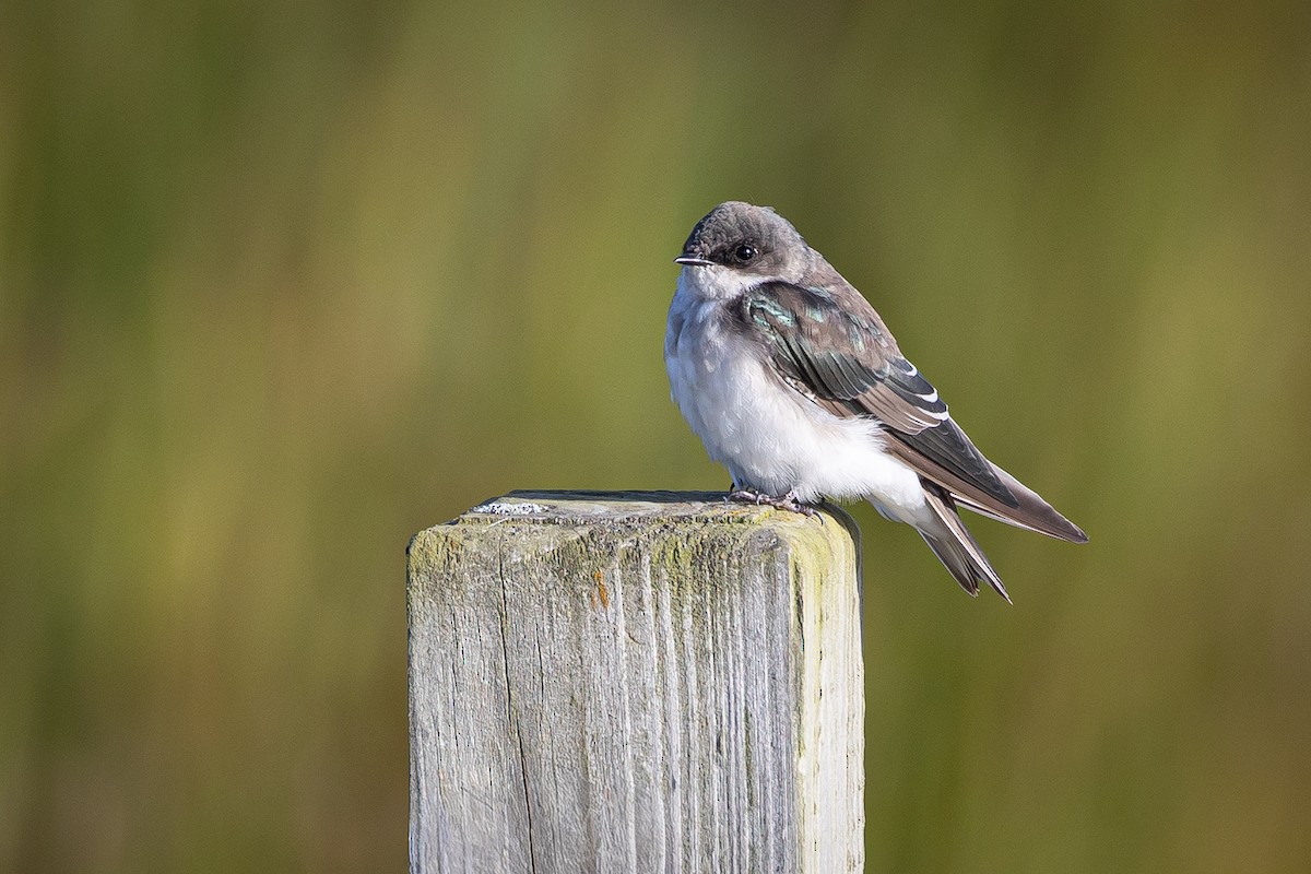 Tree Swallow - ML641559865