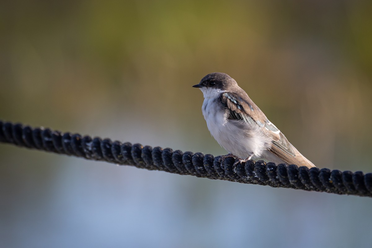 Tree Swallow - ML641559866