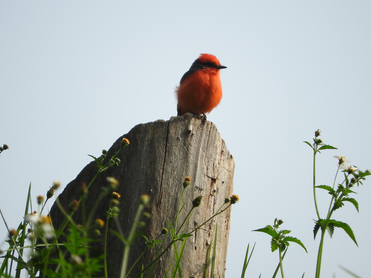 Vermilion Flycatcher - ML641559869