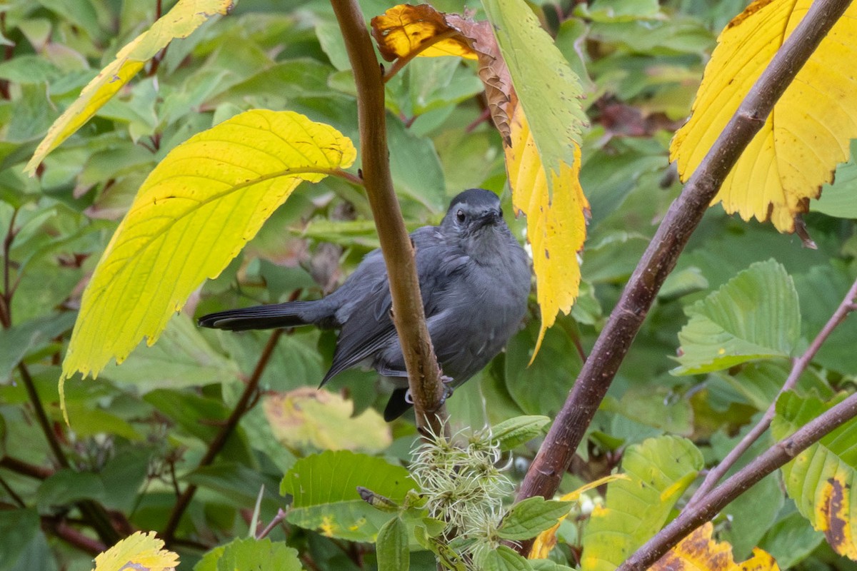 Gray Catbird - ML641559873