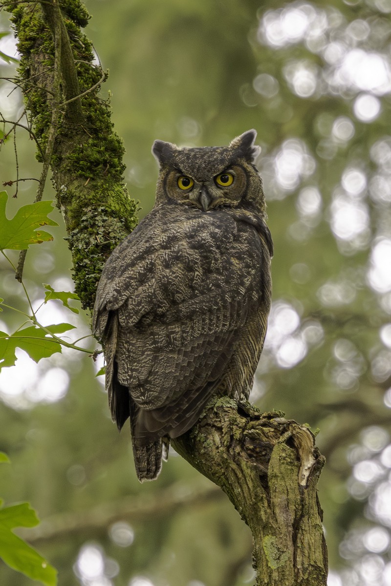 Great Horned Owl - ML641559877