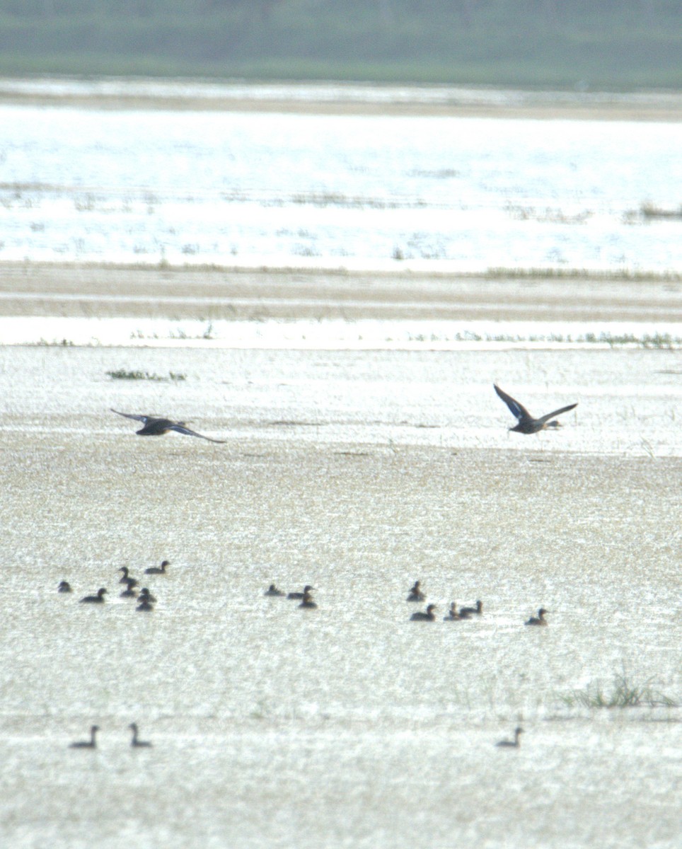 Indian Spot-billed Duck - ML641559917