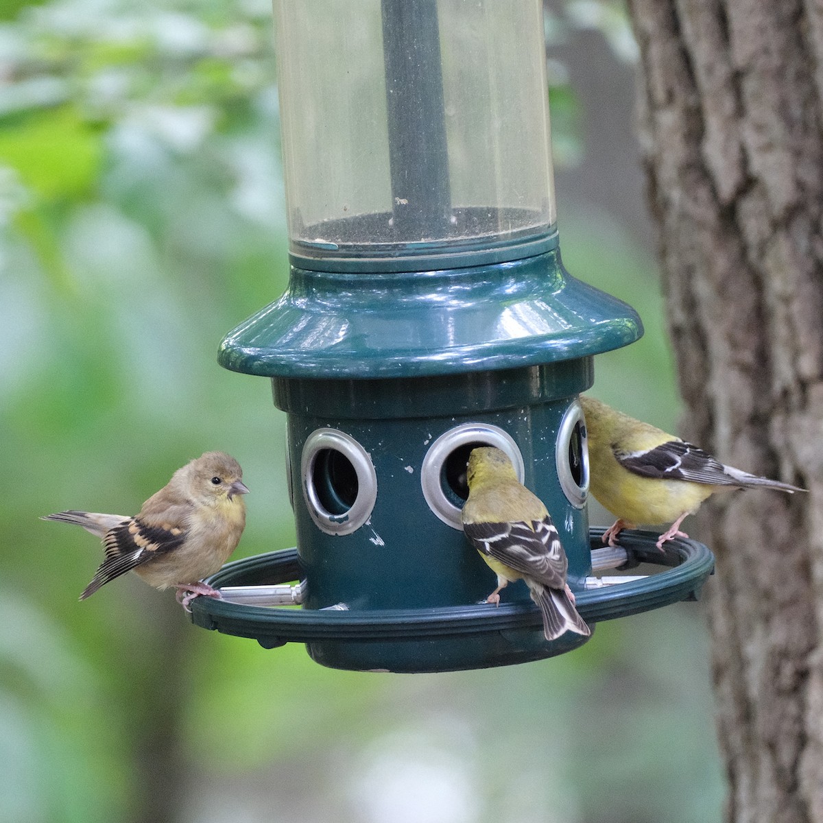 American Goldfinch - ML641559936