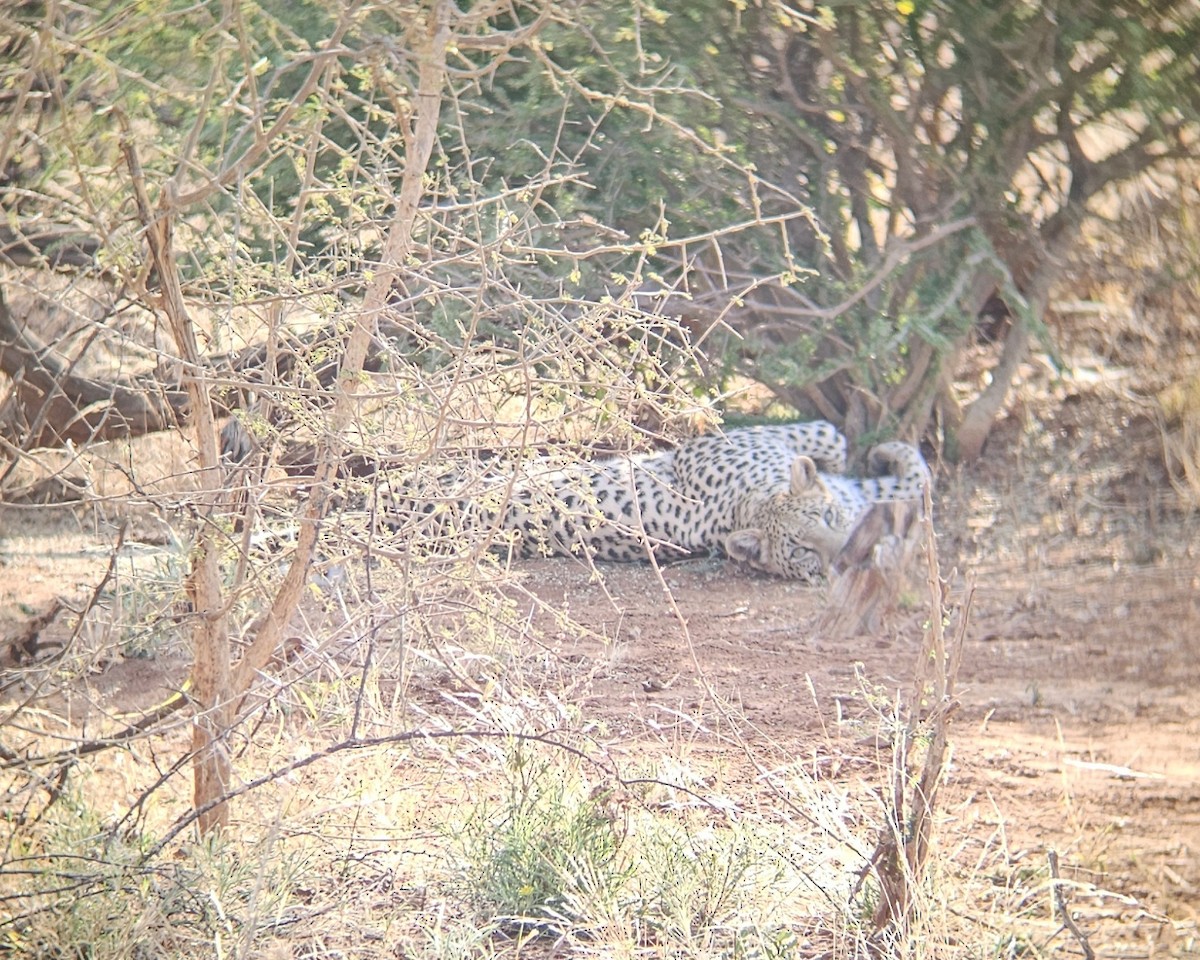 African Leopard - ML641559938