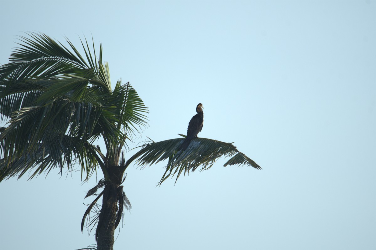 Oriental Darter - ML641559939