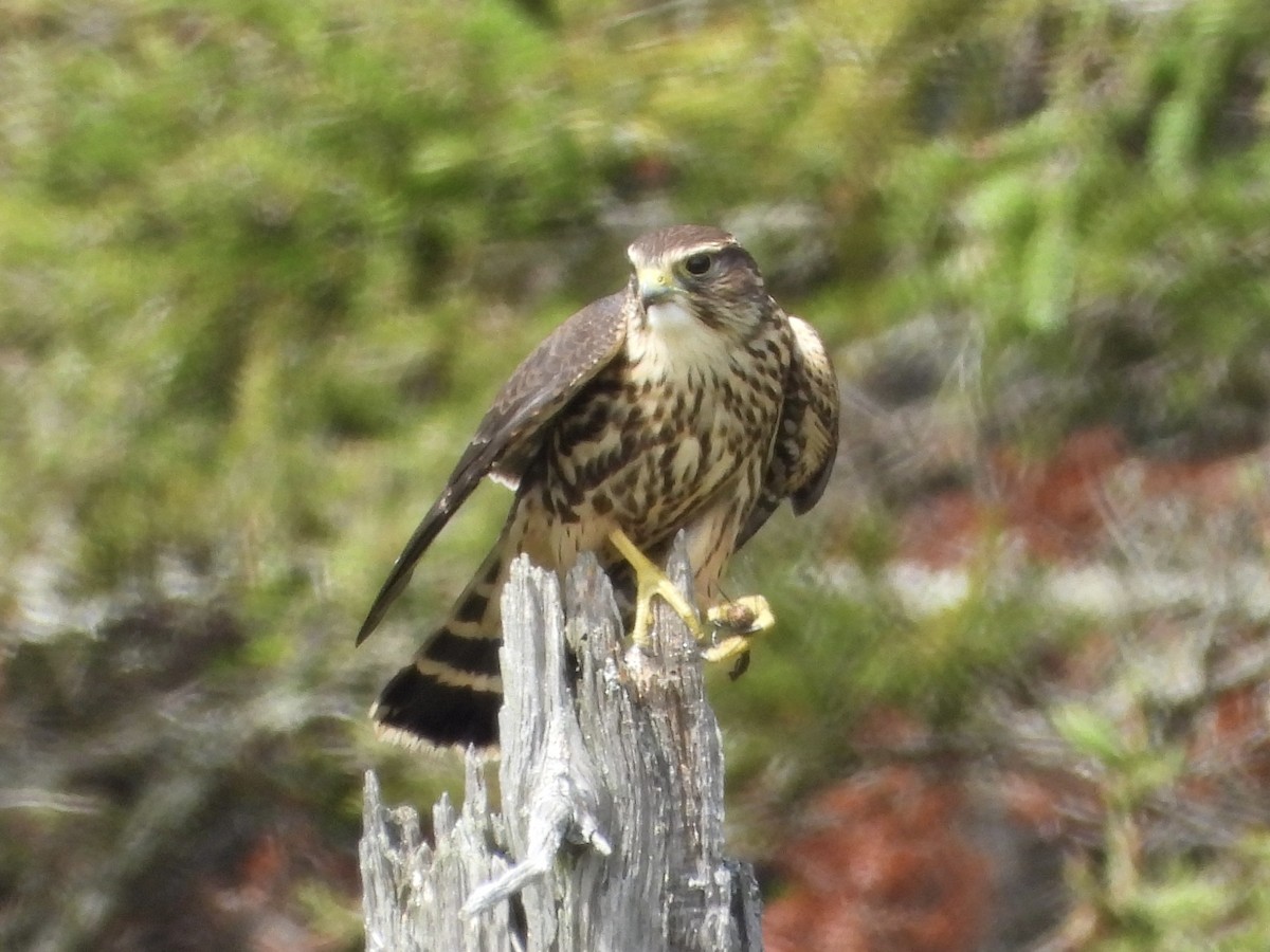 灰背隼 - ML641559968