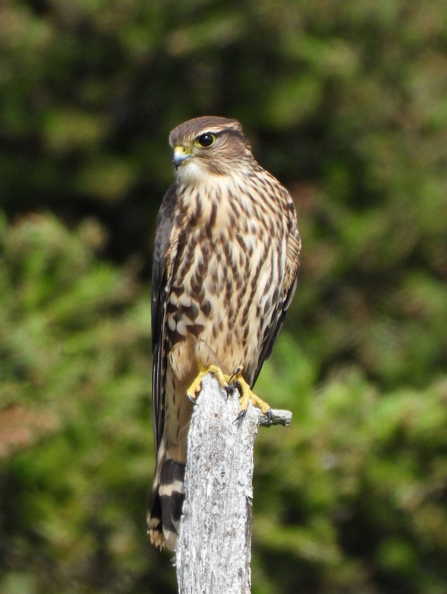 灰背隼 - ML641559969