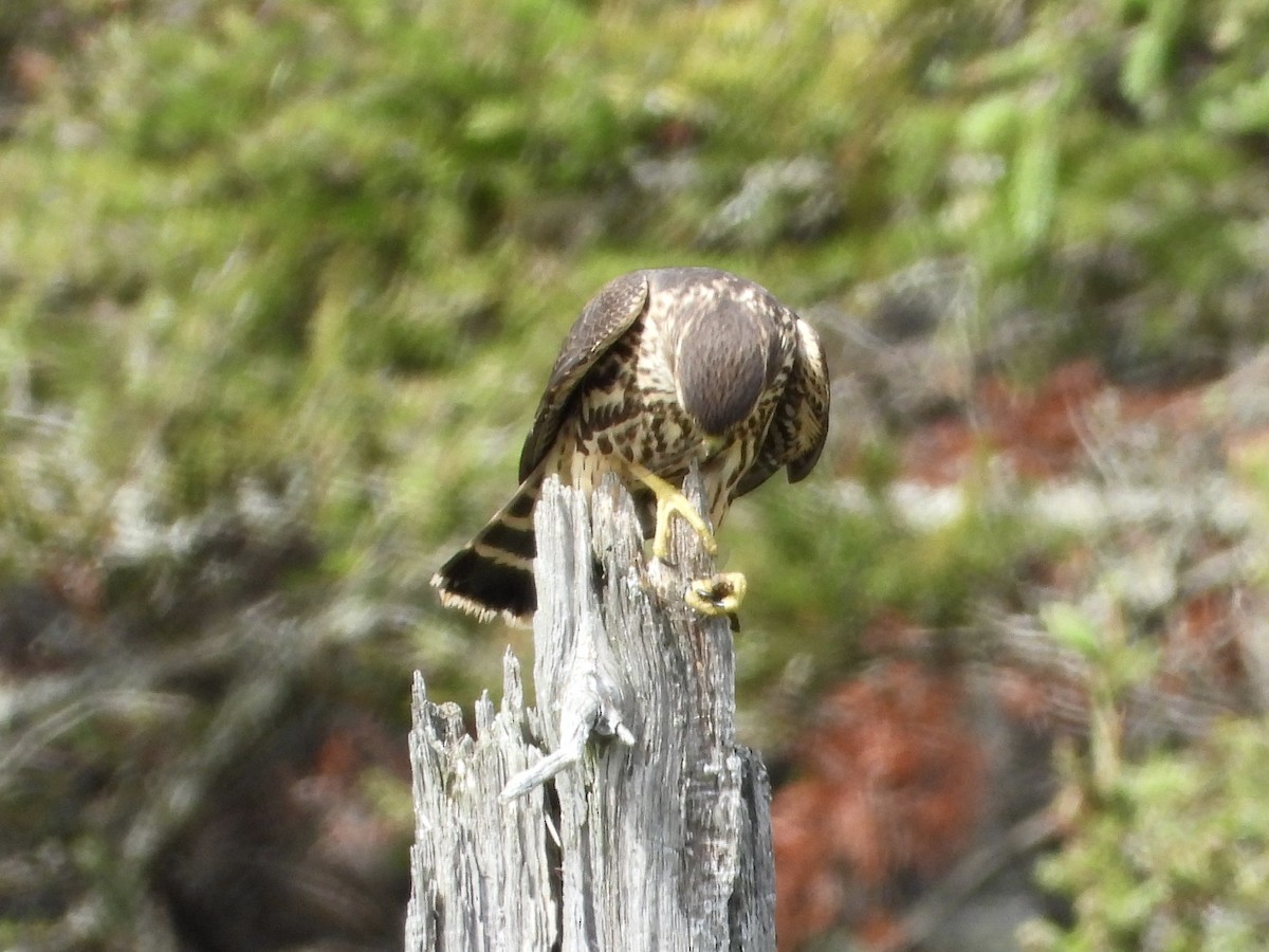 灰背隼 - ML641559970