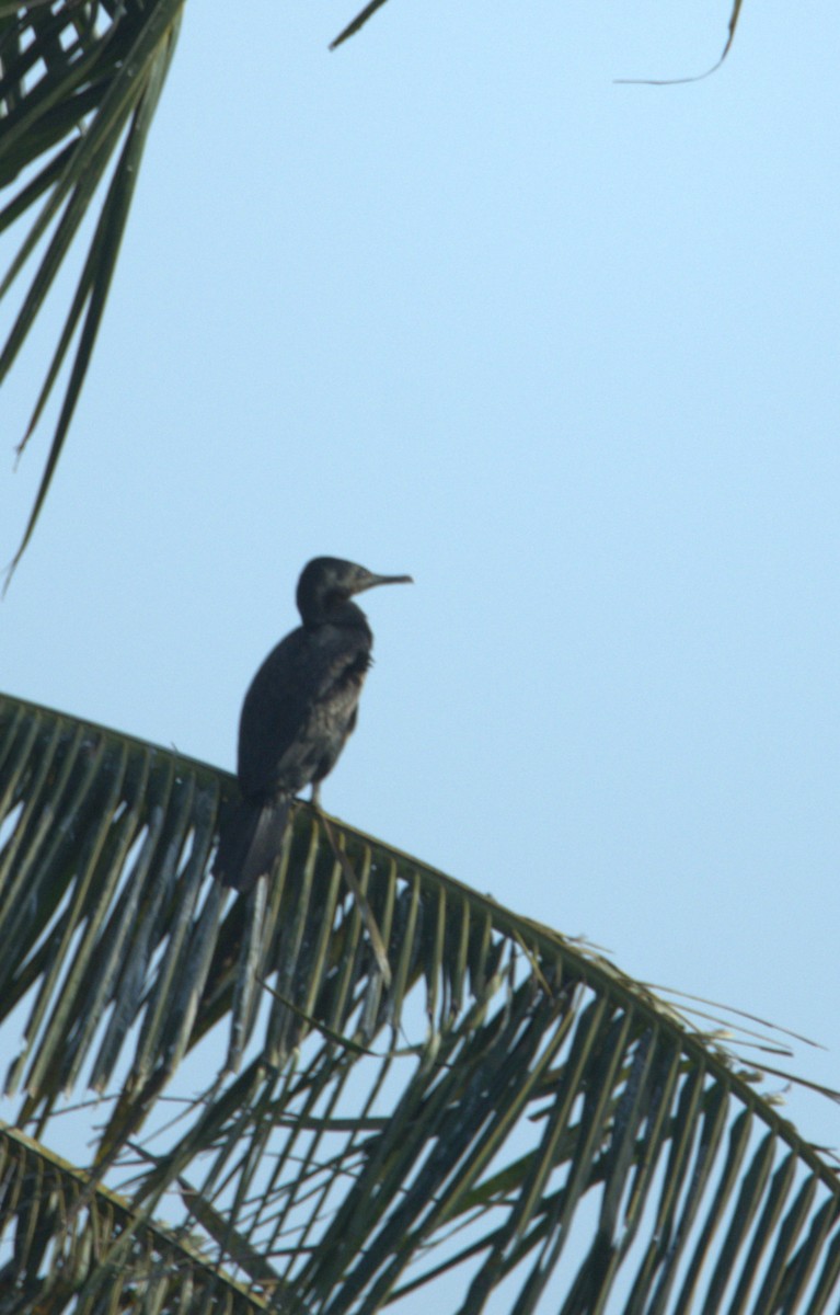Indian Cormorant - ML641559975