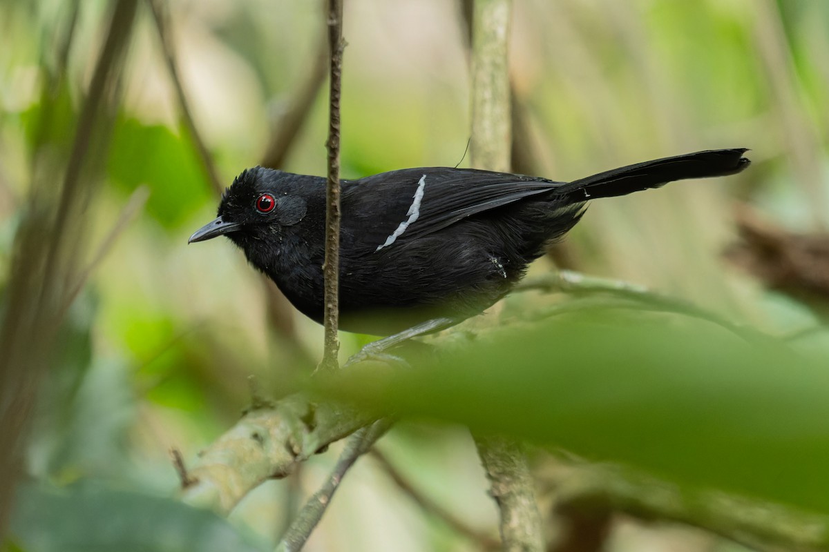 White-shouldered Fire-eye - ML641560030