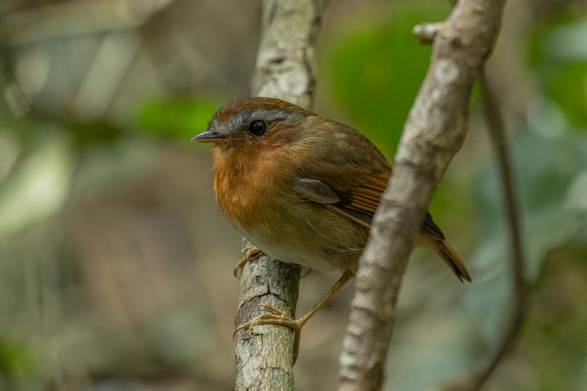 Rufous Gnateater - ML641560034