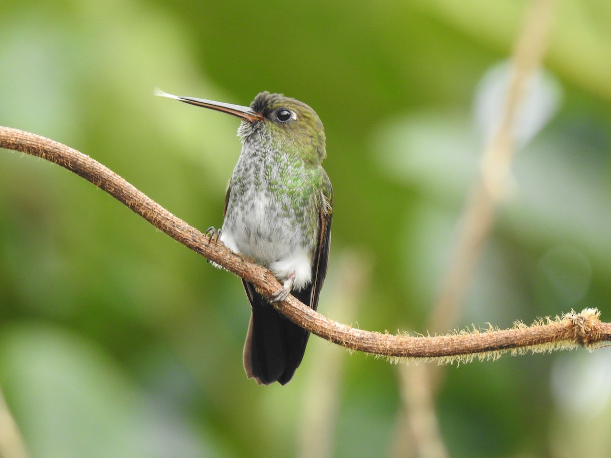 Greenish Puffleg - ML641560046