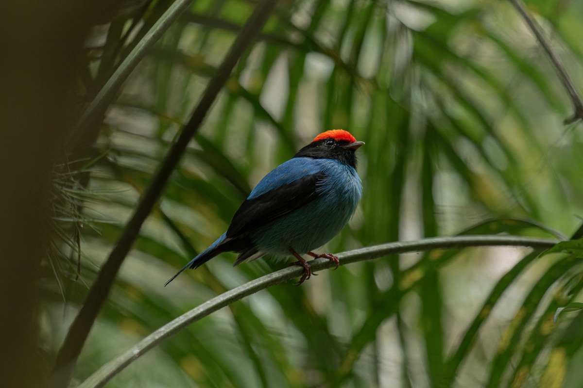 Swallow-tailed Manakin - ML641560062