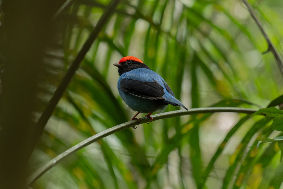 Swallow-tailed Manakin - ML641560063
