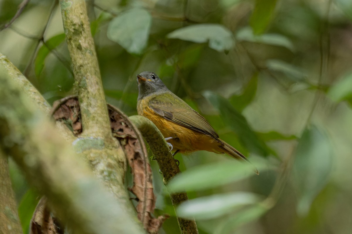 Gray-hooded Flycatcher - ML641560070