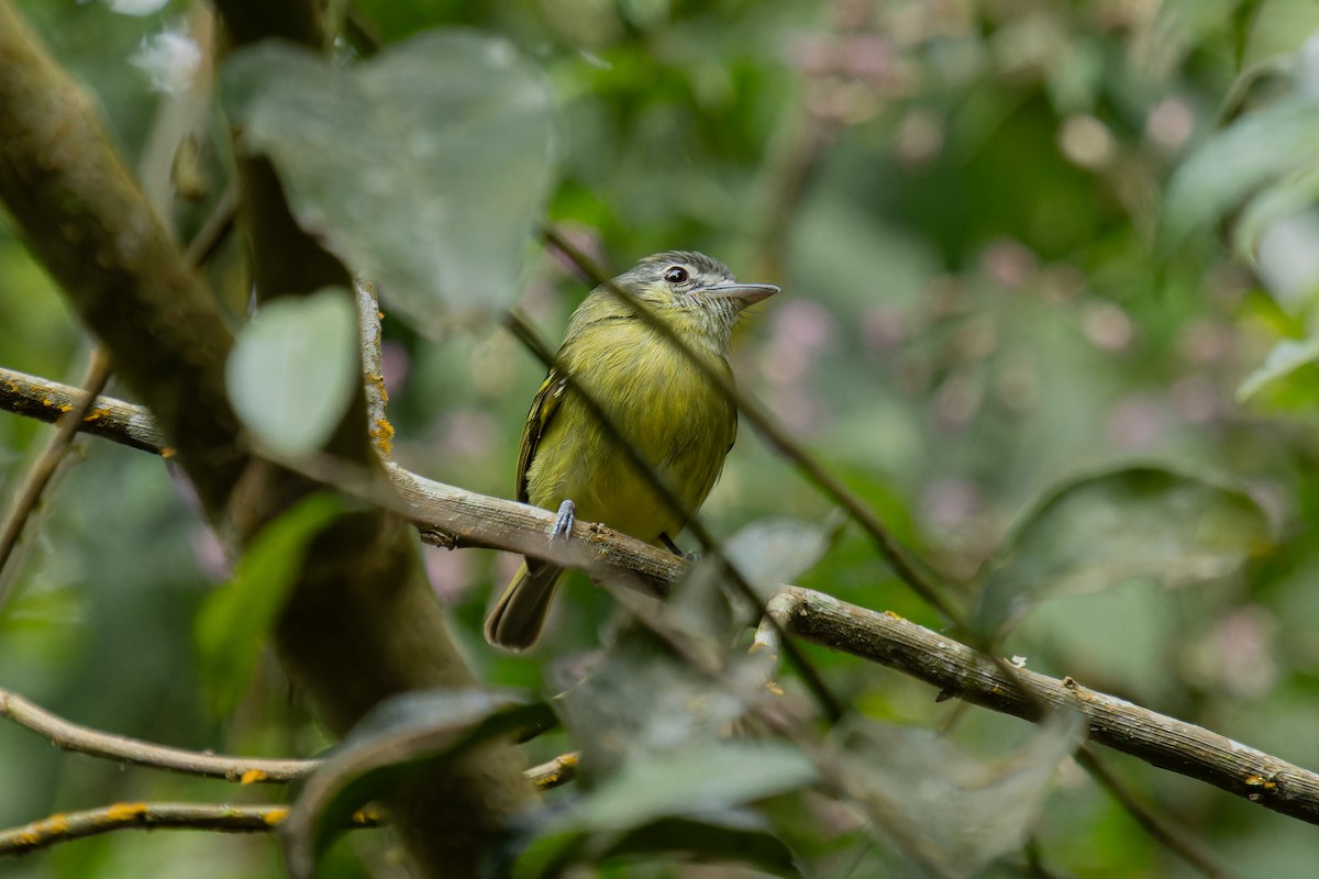 Yellow-olive Flatbill - ML641560077