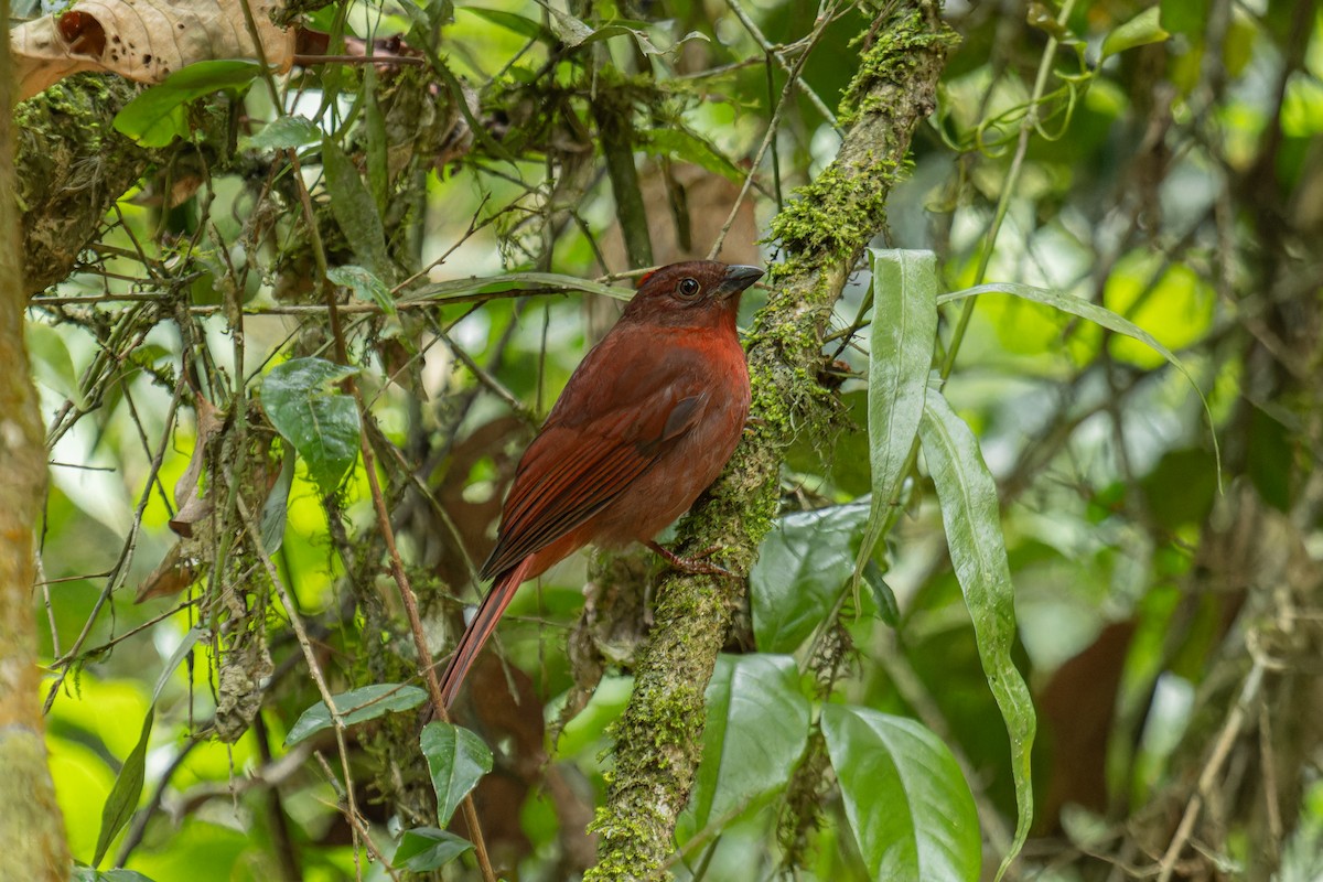 Red-crowned Ant-Tanager (Atlantic) - ML641560091