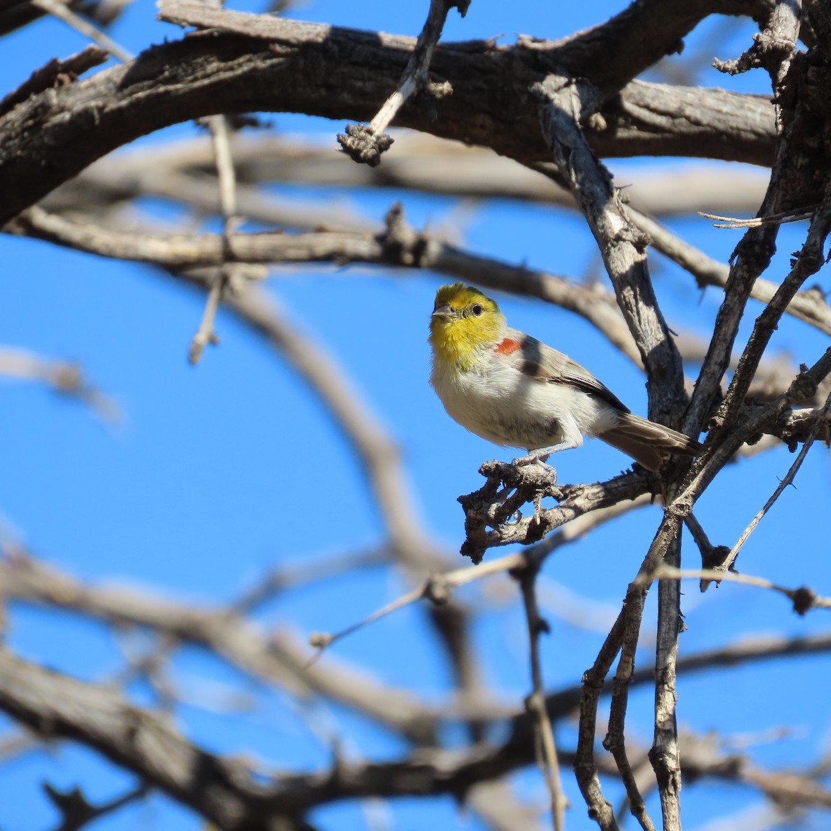Verdin - ML641560108