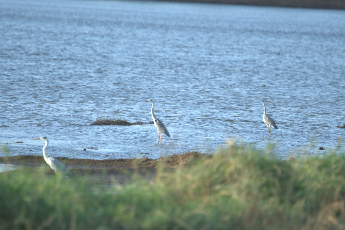 Gray Heron - ML641560109